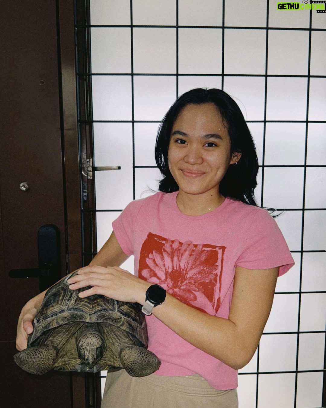 Sheryl Sheinafia - 15.1K Likes - saying farewell not goodbye (cause he's NOT dead) to my tortoise of many years feels like the end of an era. you've been with me through every house move, adapting to each new corner we called home. a quiet, steady presence in my life, you’ve seen it all my tiny dinosaur. wishing you all the love and comfort in your new adoptive home — may you continue to bring joy and calm to those around you buddy!!! thank you for being part of my journey, Indi. 🥹🐢💛🦖