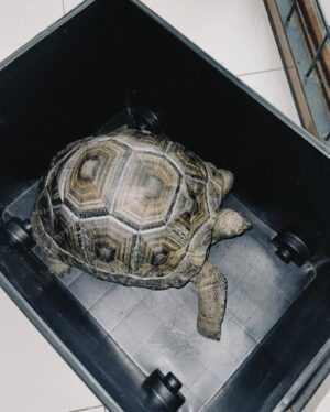 Sheryl Sheinafia Instagram - saying farewell not goodbye (cause he's NOT dead) to my tortoise of many years feels like the end of an era. you've been with me through every house move, adapting to each new corner we called home. a quiet, steady presence in my life, you’ve seen it all my tiny dinosaur. wishing you all the love and comfort in your new adoptive home — may you continue to bring joy and calm to those around you buddy!!! thank you for being part of my journey, Indi. 🥹🐢💛🦖