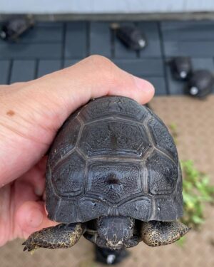 Sheryl Sheinafia Instagram - saying farewell not goodbye (cause he's NOT dead) to my tortoise of many years feels like the end of an era. you've been with me through every house move, adapting to each new corner we called home. a quiet, steady presence in my life, you’ve seen it all my tiny dinosaur. wishing you all the love and comfort in your new adoptive home — may you continue to bring joy and calm to those around you buddy!!! thank you for being part of my journey, Indi. 🥹🐢💛🦖