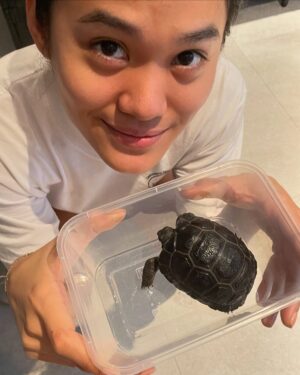 Sheryl Sheinafia Instagram - saying farewell not goodbye (cause he's NOT dead) to my tortoise of many years feels like the end of an era. you've been with me through every house move, adapting to each new corner we called home. a quiet, steady presence in my life, you’ve seen it all my tiny dinosaur. wishing you all the love and comfort in your new adoptive home — may you continue to bring joy and calm to those around you buddy!!! thank you for being part of my journey, Indi. 🥹🐢💛🦖