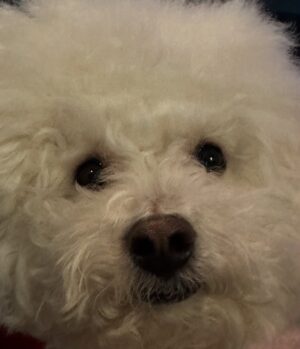 Shin Sae-rom Instagram - 내이름 신(곰)이

-My 5-year-old dog, Bichon Friese, is named Bear