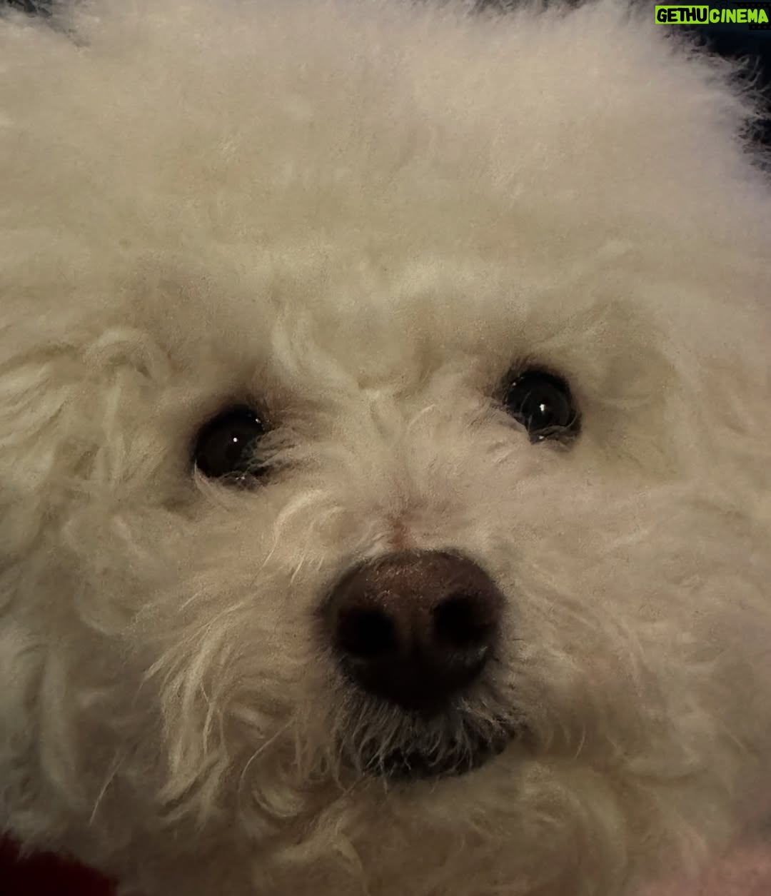 Shin Sae-rom - 16.1K Likes - 내이름 신(곰)이
-My 5-year-old dog, Bichon Friese, is named Bear