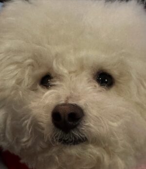 Shin Sae-rom Instagram - 내이름 신(곰)이

-My 5-year-old dog, Bichon Friese, is named Bear