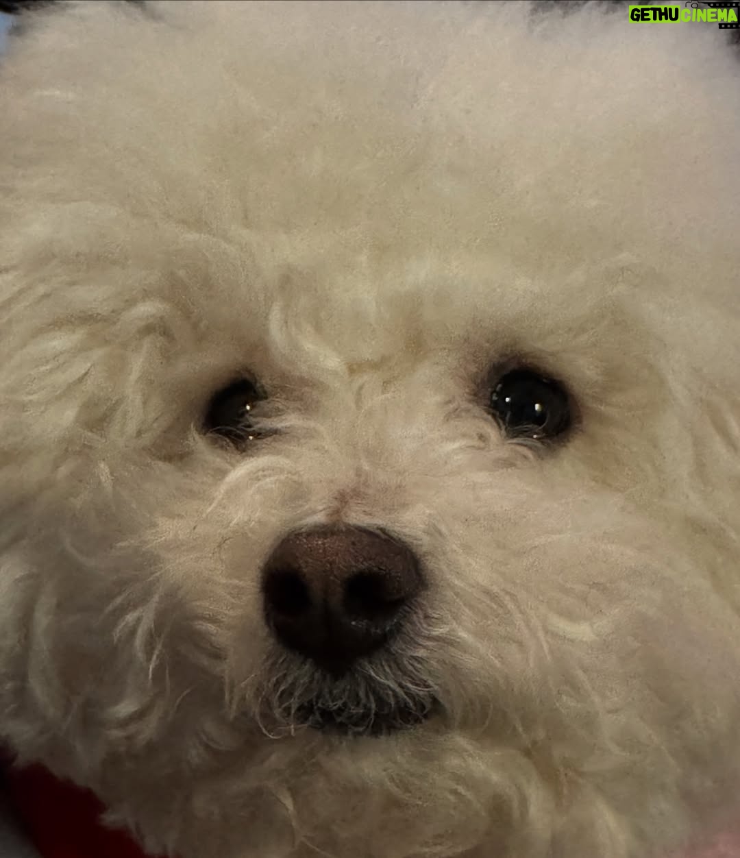 Shin Sae-rom - 16.1K Likes - 내이름 신(곰)이
-My 5-year-old dog, Bichon Friese, is named Bear