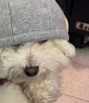 Shin Sae-rom Instagram - 내이름 신(곰)이

-My 5-year-old dog, Bichon Friese, is named Bear