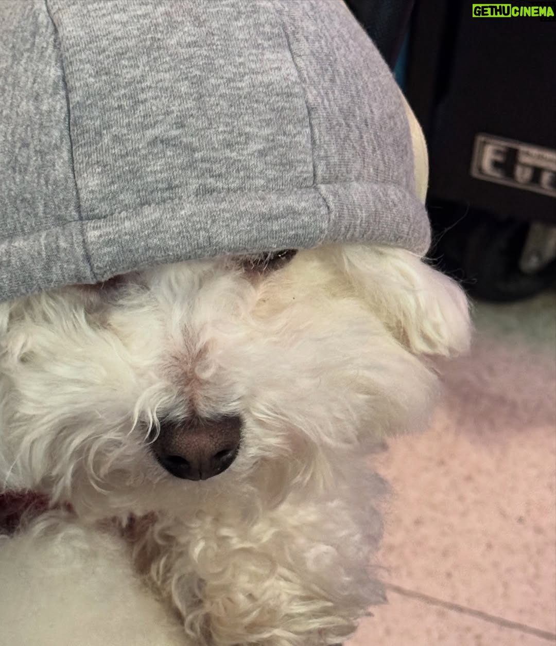 Shin Sae-rom - 16.1K Likes - 내이름 신(곰)이
-My 5-year-old dog, Bichon Friese, is named Bear