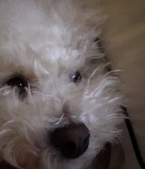 Shin Sae-rom Instagram - 내이름 신(곰)이

-My 5-year-old dog, Bichon Friese, is named Bear