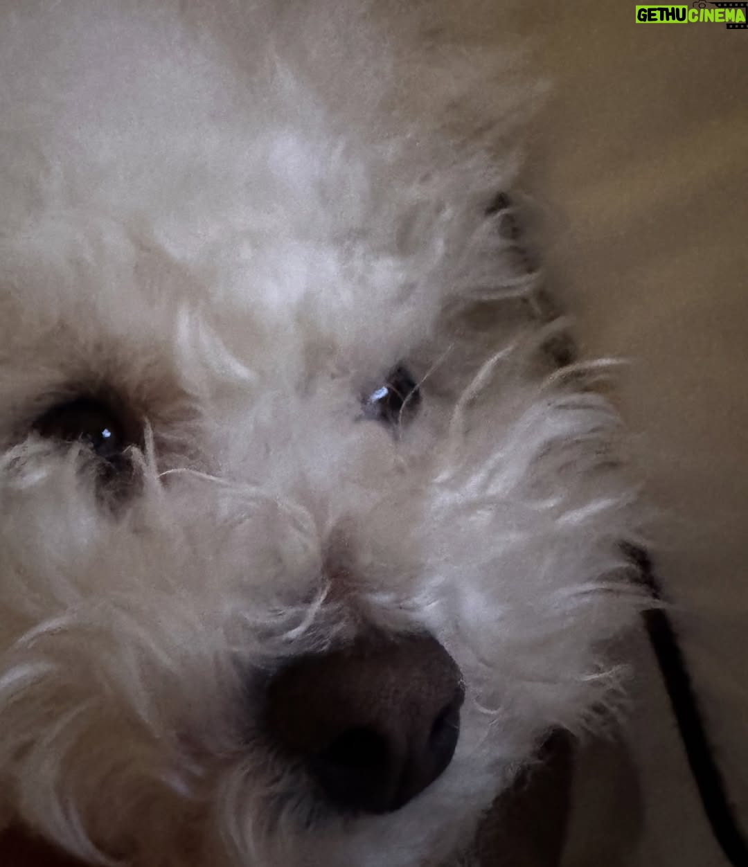 Shin Sae-rom - 16.1K Likes - 내이름 신(곰)이
-My 5-year-old dog, Bichon Friese, is named Bear