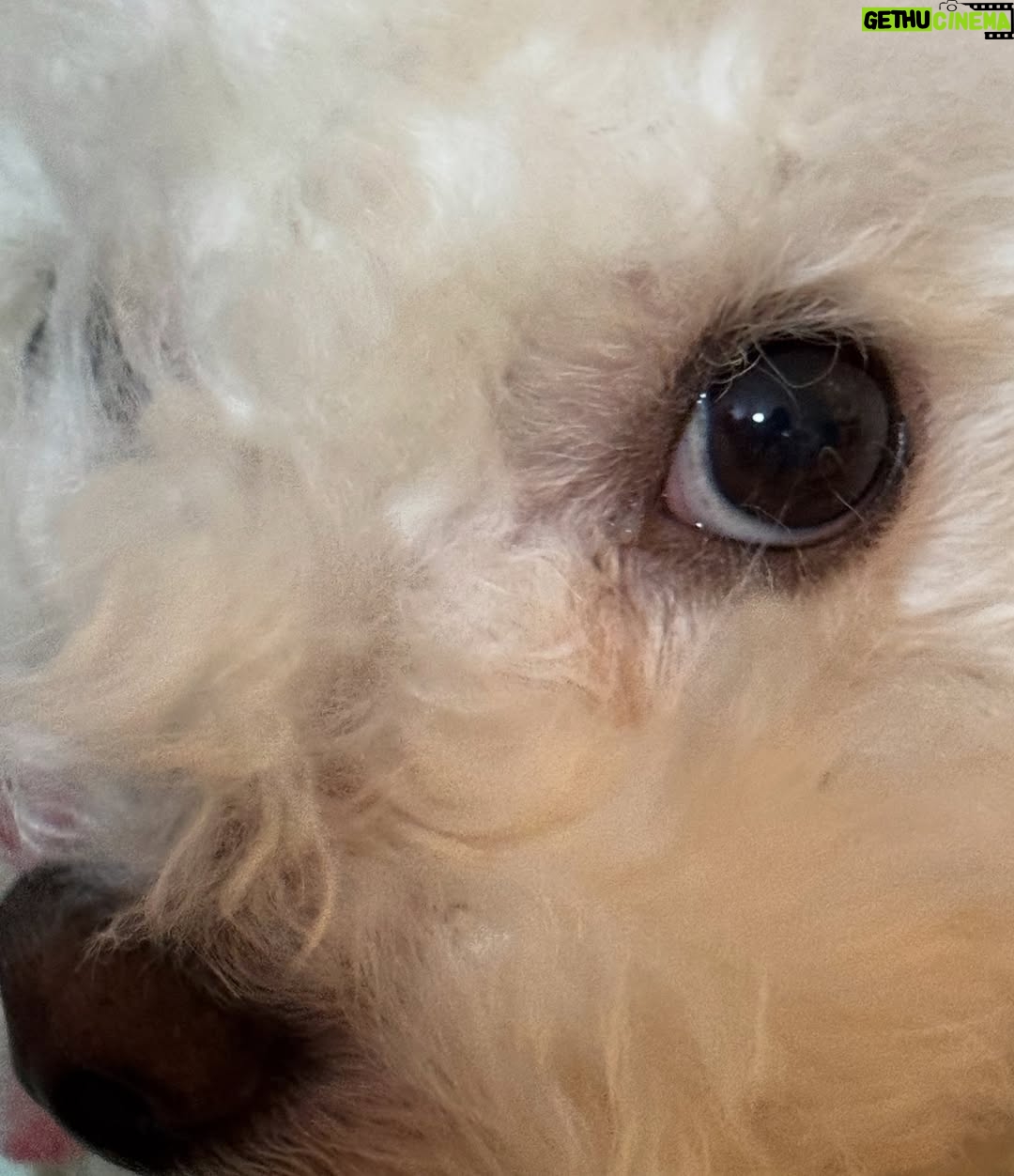 Shin Sae-rom - 16.1K Likes - 내이름 신(곰)이
-My 5-year-old dog, Bichon Friese, is named Bear