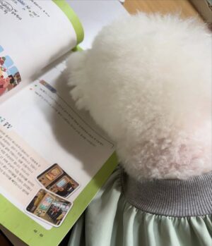 Shin Sae-rom Instagram - 내이름 신(곰)이

-My 5-year-old dog, Bichon Friese, is named Bear