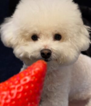 Shin Sae-rom Instagram - 내이름 신(곰)이

-My 5-year-old dog, Bichon Friese, is named Bear
