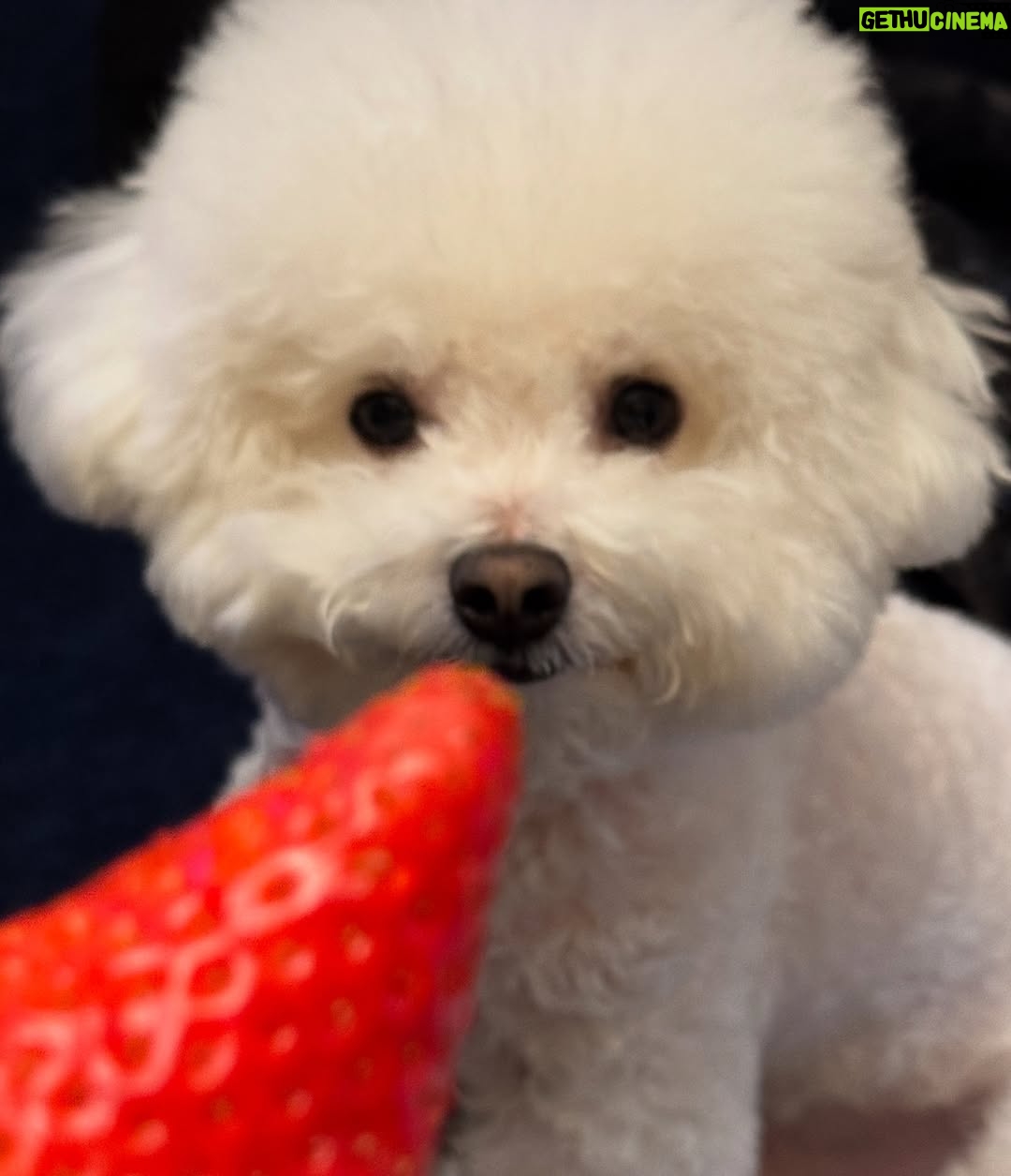 Shin Sae-rom - 16.1K Likes - 내이름 신(곰)이
-My 5-year-old dog, Bichon Friese, is named Bear