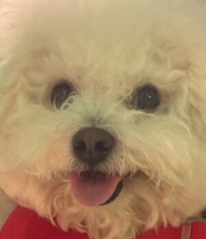 Shin Sae-rom Instagram - 내이름 신(곰)이

-My 5-year-old dog, Bichon Friese, is named Bear