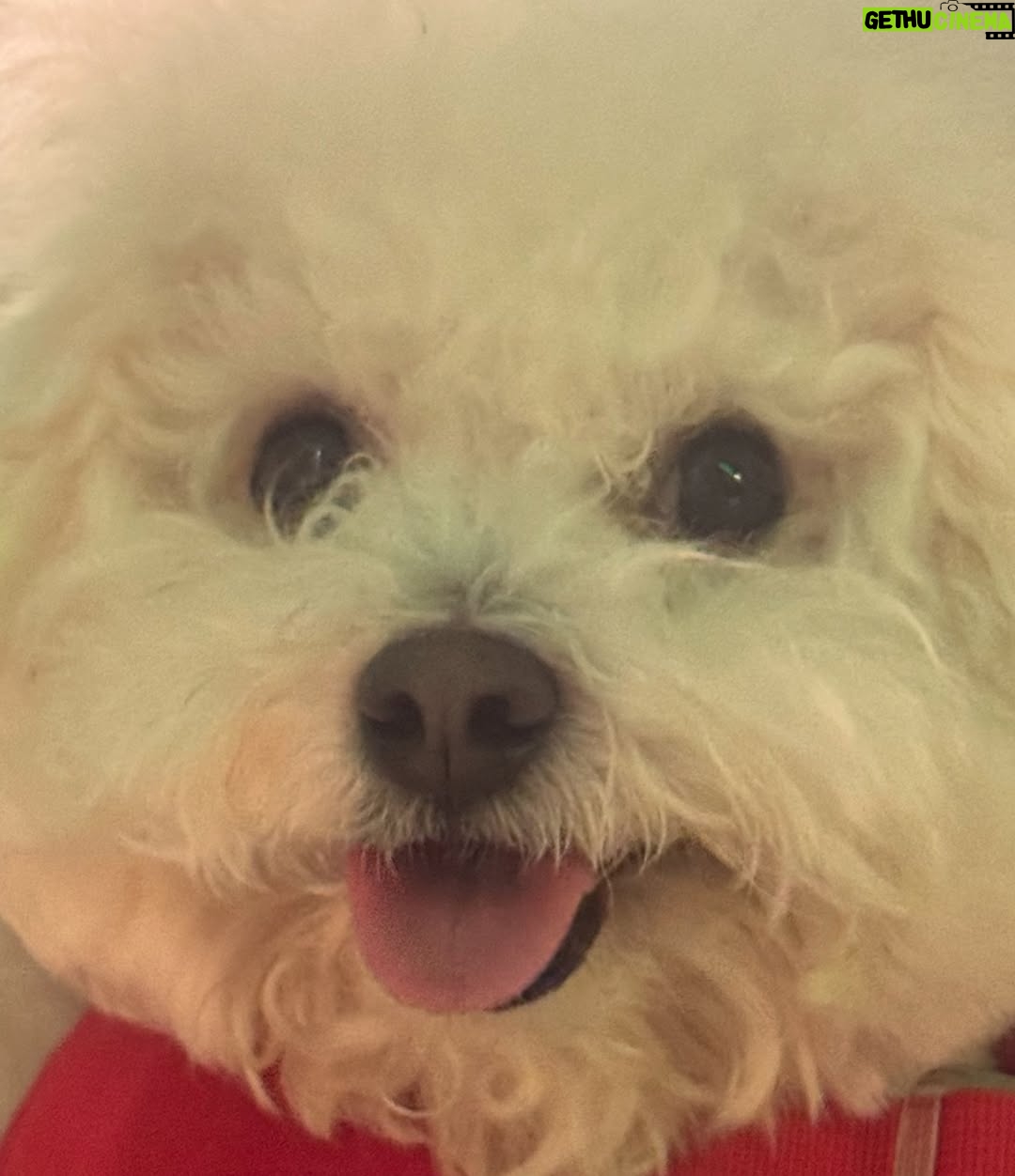 Shin Sae-rom - 16.1K Likes - 내이름 신(곰)이
-My 5-year-old dog, Bichon Friese, is named Bear