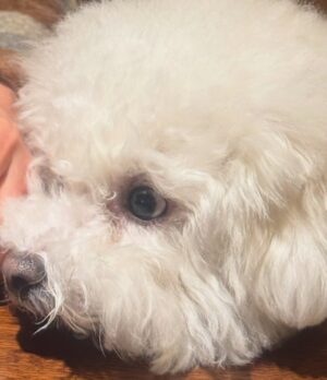 Shin Sae-rom Instagram - 내이름 신(곰)이

-My 5-year-old dog, Bichon Friese, is named Bear