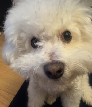 Shin Sae-rom Instagram - 내이름 신(곰)이

-My 5-year-old dog, Bichon Friese, is named Bear
