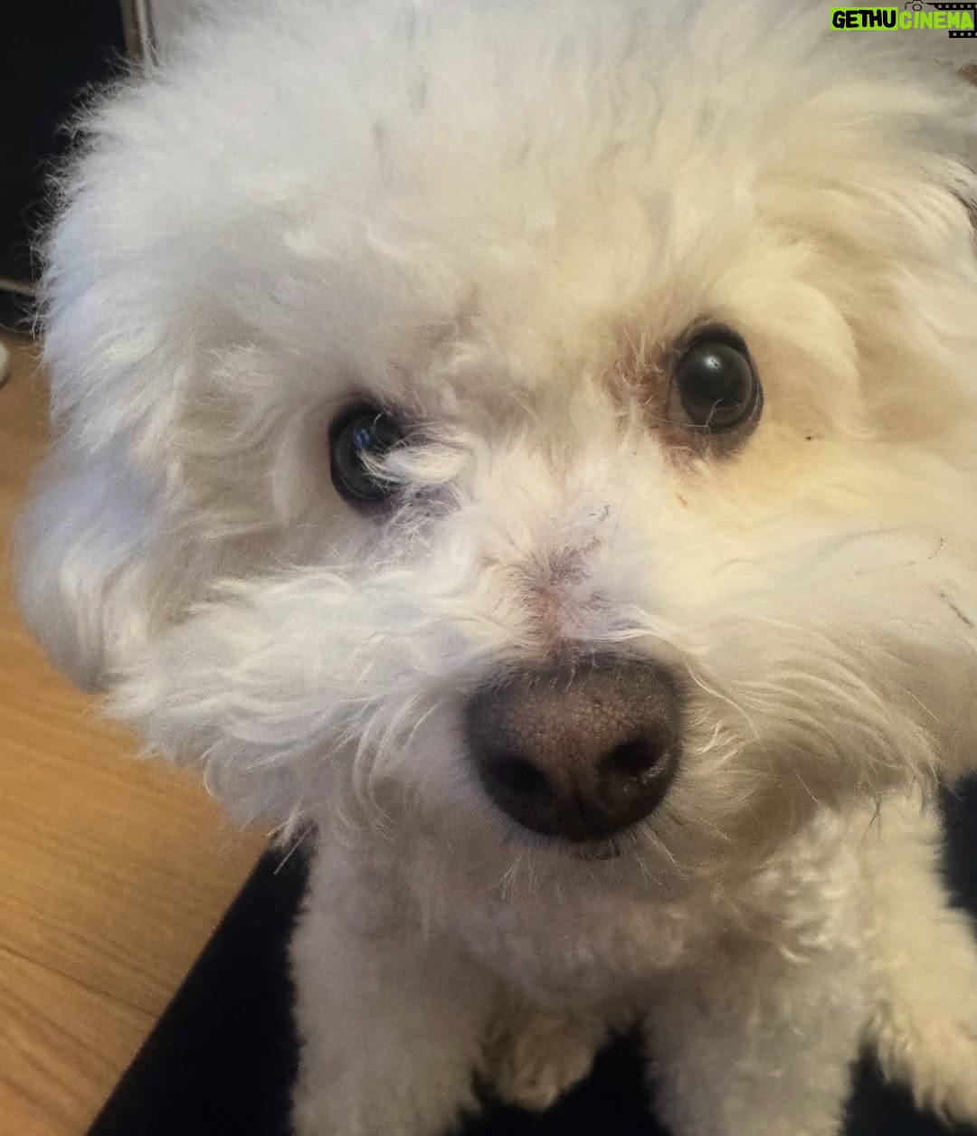 Shin Sae-rom - 16.1K Likes - 내이름 신(곰)이
-My 5-year-old dog, Bichon Friese, is named Bear