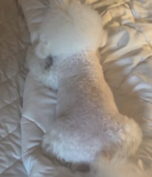 Shin Sae-rom Instagram - 내이름 신(곰)이

-My 5-year-old dog, Bichon Friese, is named Bear