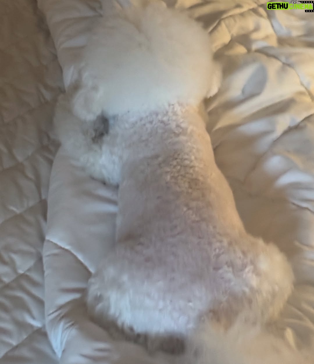 Shin Sae-rom - 16.1K Likes - 내이름 신(곰)이
-My 5-year-old dog, Bichon Friese, is named Bear