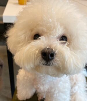 Shin Sae-rom Instagram - 내이름 신(곰)이

-My 5-year-old dog, Bichon Friese, is named Bear