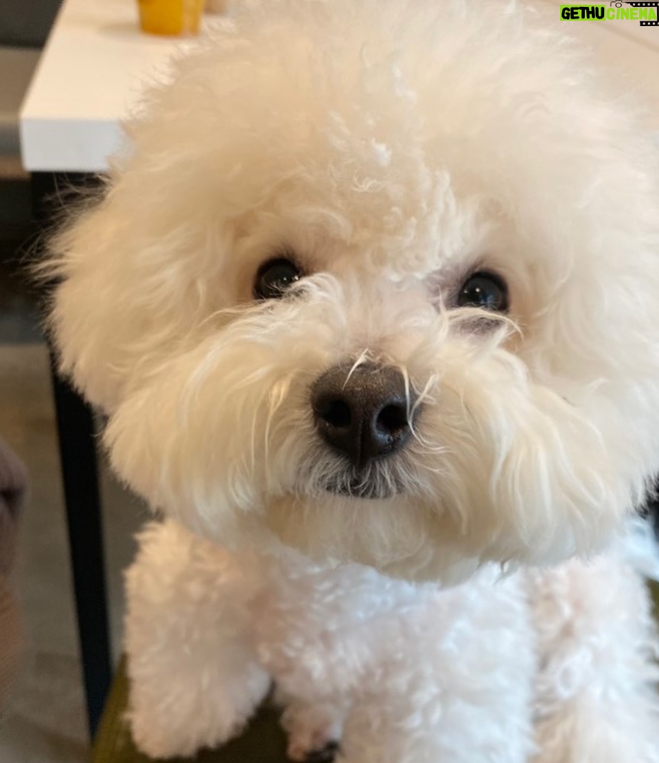 Shin Sae-rom - 16.1K Likes - 내이름 신(곰)이
-My 5-year-old dog, Bichon Friese, is named Bear