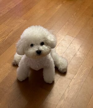 Shin Sae-rom Instagram - 내이름 신(곰)이

-My 5-year-old dog, Bichon Friese, is named Bear