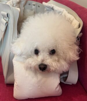 Shin Sae-rom Instagram - 내이름 신(곰)이

-My 5-year-old dog, Bichon Friese, is named Bear