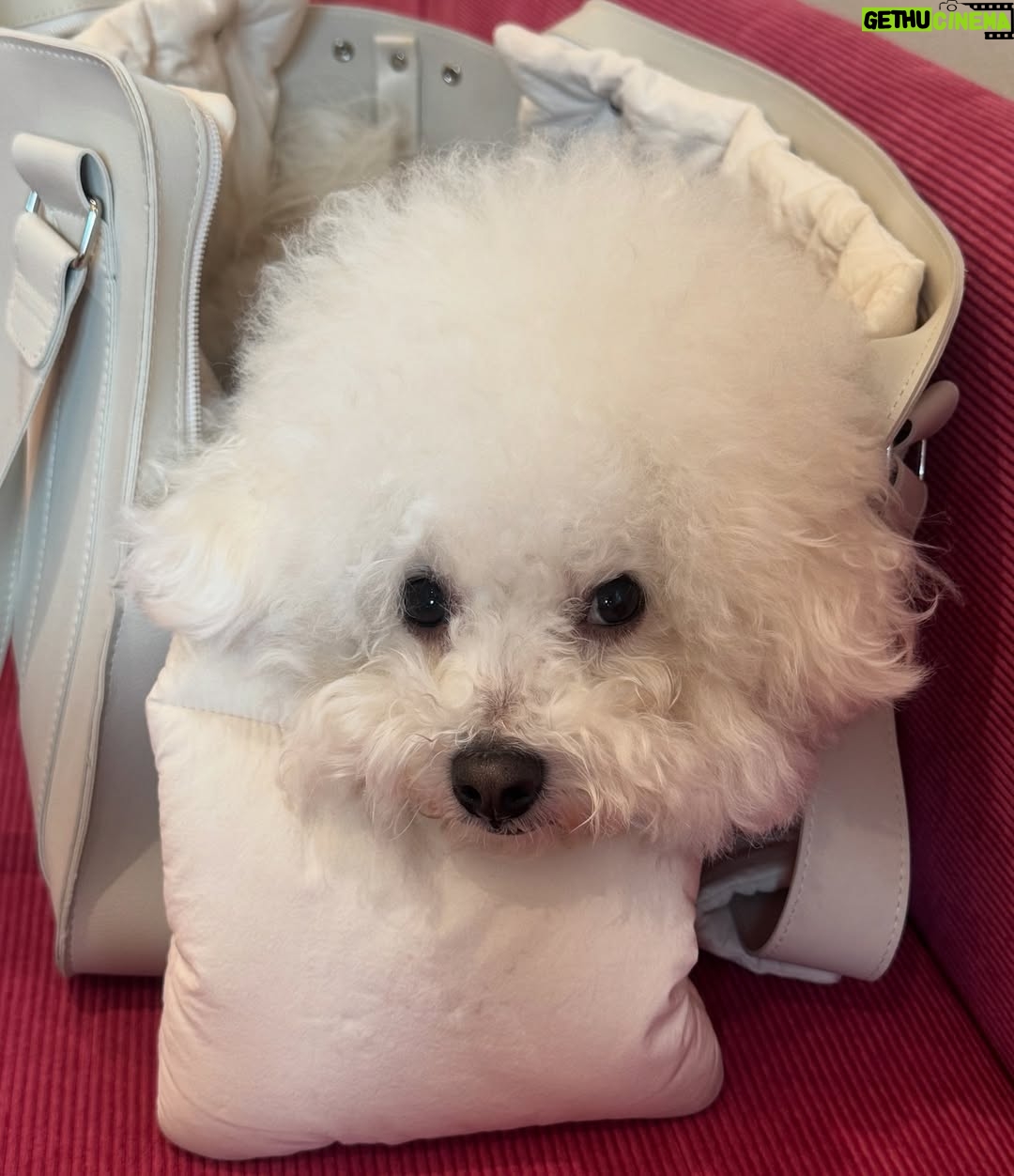 Shin Sae-rom - 16.1K Likes - 내이름 신(곰)이
-My 5-year-old dog, Bichon Friese, is named Bear