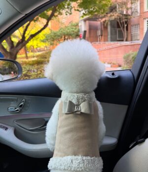 Shin Sae-rom Instagram - 내이름 신(곰)이

-My 5-year-old dog, Bichon Friese, is named Bear
