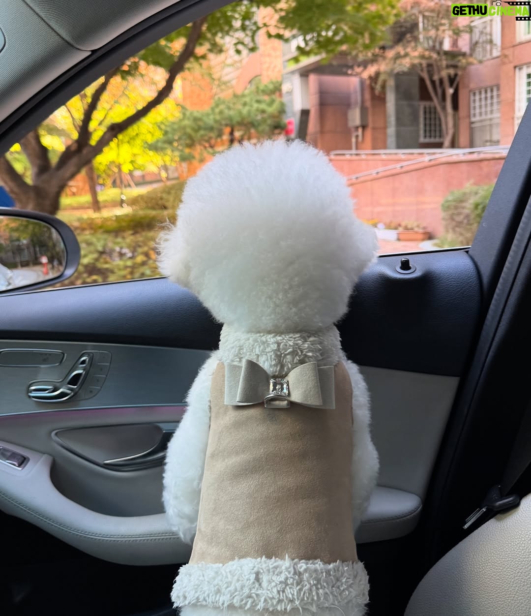 Shin Sae-rom - 16.1K Likes - 내이름 신(곰)이
-My 5-year-old dog, Bichon Friese, is named Bear