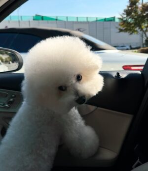 Shin Sae-rom Instagram - 내이름 신(곰)이

-My 5-year-old dog, Bichon Friese, is named Bear