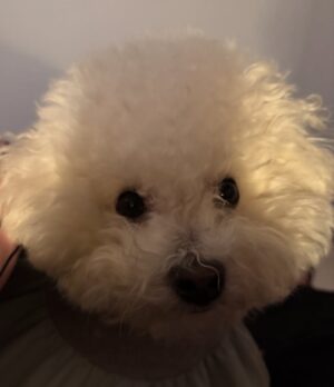 Shin Sae-rom Instagram - 내이름 신(곰)이

-My 5-year-old dog, Bichon Friese, is named Bear