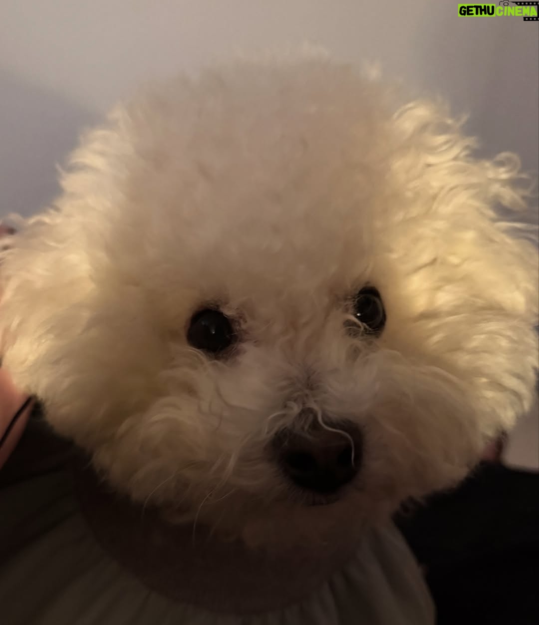 Shin Sae-rom - 16.1K Likes - 내이름 신(곰)이
-My 5-year-old dog, Bichon Friese, is named Bear