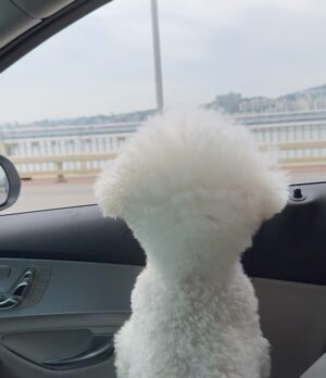 Shin Sae-rom Instagram - 내이름 신(곰)이

-My 5-year-old dog, Bichon Friese, is named Bear