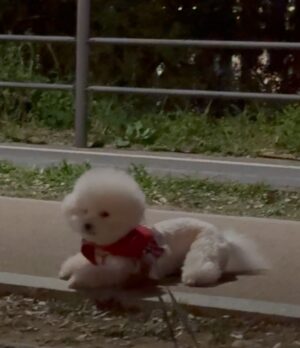 Shin Sae-rom Instagram - 내이름 신(곰)이

-My 5-year-old dog, Bichon Friese, is named Bear