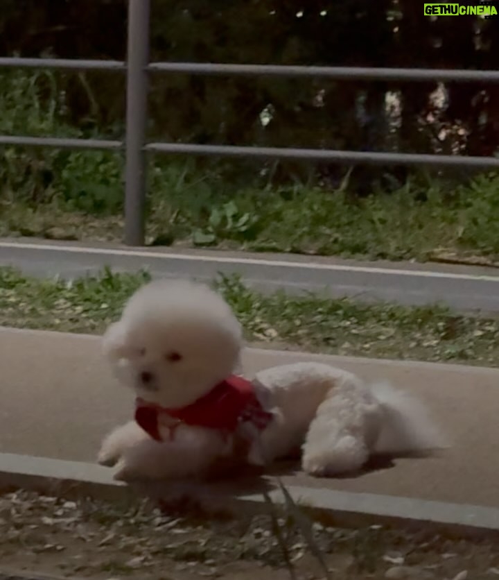 Shin Sae-rom - 16.1K Likes - 내이름 신(곰)이
-My 5-year-old dog, Bichon Friese, is named Bear