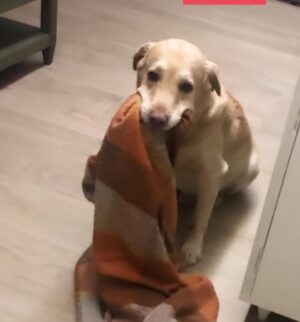 Shreya Chaudhary Instagram - Toughest week of my life. Lost a part of me. Time to rest baby boy ♥️🥺
Until we meet again super soon K’os ♾️
Thankyou for choosing us ! And being the most unconditional part of my life. Us against the world alwayssss !
My boy brought out the most humane side in me. If you know me you know K’os is my life. He never complained or troubled, Just sat by my side through every (and I mean every) sickness , sad day , bad day and happy day. I knew no matter what I have you. No judgements just unconditional love and acceptance.
Be it your bark when I come home or you stealing my pillow to wake me up in the morning, you made sure my day started and ended with you and I’d have it nooo other way.
The most important part of my family.
And a part of every puja to party.
Be well my puppy ♥️ I’m a mess without you :( I miss you! You’ll always be my sunshine.
4.3.08 - 5.10.22 ♾️💞