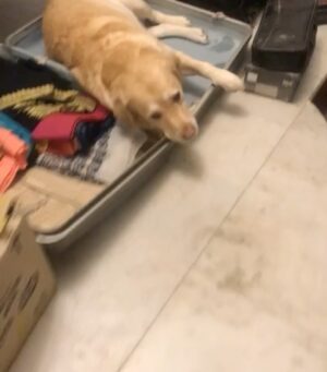 Shreya Chaudhary Instagram - Toughest week of my life. Lost a part of me. Time to rest baby boy ♥️🥺
Until we meet again super soon K’os ♾️
Thankyou for choosing us ! And being the most unconditional part of my life. Us against the world alwayssss !
My boy brought out the most humane side in me. If you know me you know K’os is my life. He never complained or troubled, Just sat by my side through every (and I mean every) sickness , sad day , bad day and happy day. I knew no matter what I have you. No judgements just unconditional love and acceptance.
Be it your bark when I come home or you stealing my pillow to wake me up in the morning, you made sure my day started and ended with you and I’d have it nooo other way.
The most important part of my family.
And a part of every puja to party.
Be well my puppy ♥️ I’m a mess without you :( I miss you! You’ll always be my sunshine.
4.3.08 - 5.10.22 ♾️💞