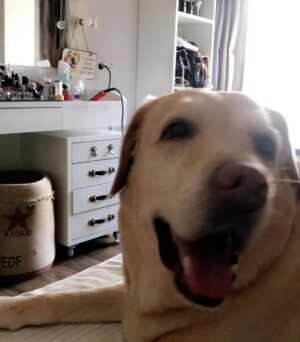 Shreya Chaudhary Instagram - Toughest week of my life. Lost a part of me. Time to rest baby boy ♥️🥺
Until we meet again super soon K’os ♾️
Thankyou for choosing us ! And being the most unconditional part of my life. Us against the world alwayssss !
My boy brought out the most humane side in me. If you know me you know K’os is my life. He never complained or troubled, Just sat by my side through every (and I mean every) sickness , sad day , bad day and happy day. I knew no matter what I have you. No judgements just unconditional love and acceptance.
Be it your bark when I come home or you stealing my pillow to wake me up in the morning, you made sure my day started and ended with you and I’d have it nooo other way.
The most important part of my family.
And a part of every puja to party.
Be well my puppy ♥️ I’m a mess without you :( I miss you! You’ll always be my sunshine.
4.3.08 - 5.10.22 ♾️💞
