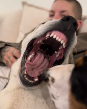 Skylar Grey Instagram - Found this in my drafts meant to post at Christmas but I’m bad at this lol…
Dear Santa these are for you. Now bring us lots of toys and treats because we’ve been nothing but perfect monsters this year. Love, Cowgirl, Nala, Ashley, Boogie, Jojo, Olive, Sterling, Holly and Elliott. ( Stears)