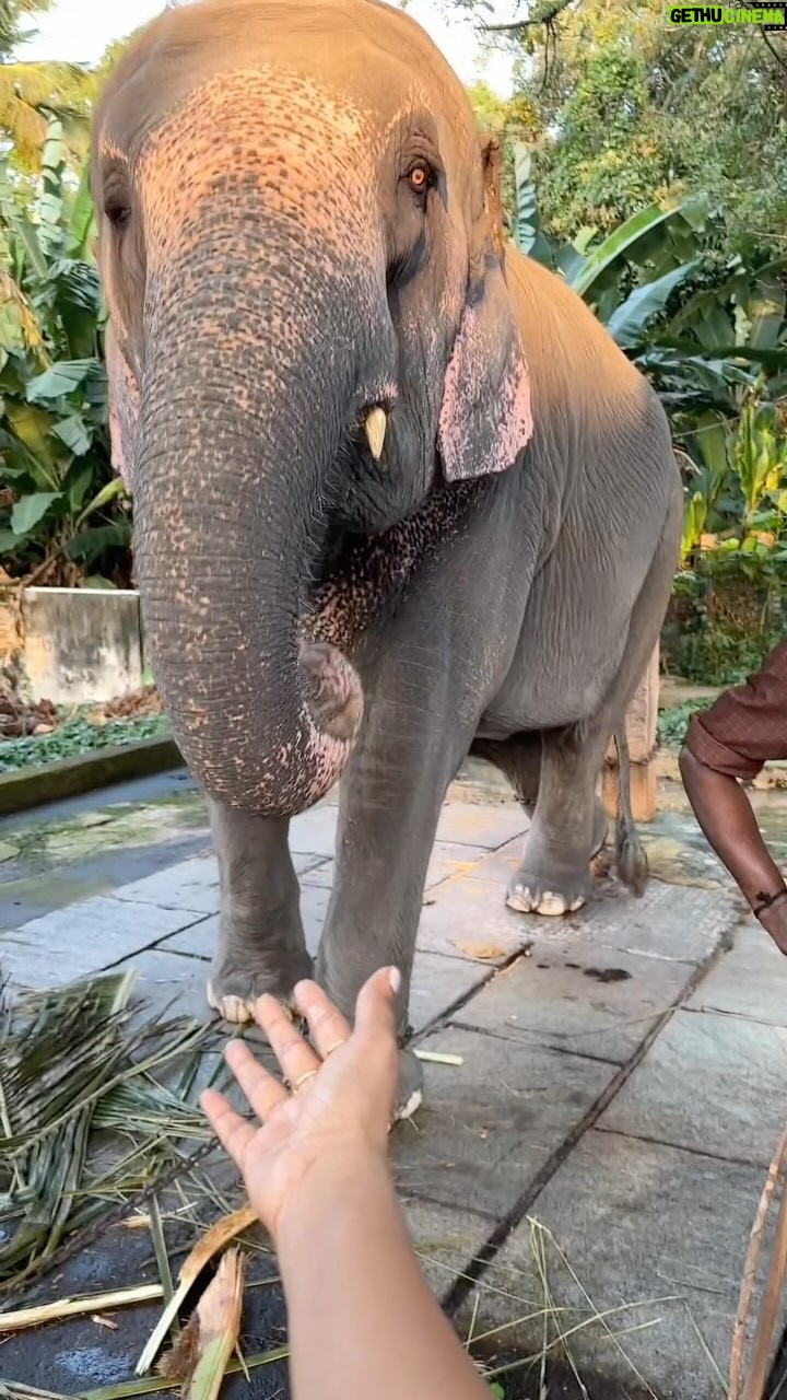Sreevidya Nair - 253.1K Likes - ഏത് mood ? ആന mood 🐘😬❤️
പത്മനാഭൻ സ്വാമിടെ സ്വന്തം സുദർശന ❤️