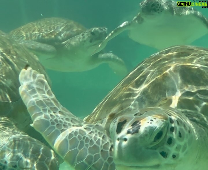 Yam Concepcion - 113.1K Likes - Stingrays, turtles, pigs and a bump 💙🌊☀️