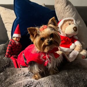 Yelena Maciel Instagram - 🎄FELIZ NAVIDAD PARA TODOS… LOS QUEREMOS 🎄