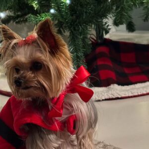 Yelena Maciel Instagram - 🎄FELIZ NAVIDAD PARA TODOS… LOS QUEREMOS 🎄