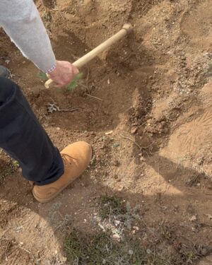 Zeynep Tokuş Instagram - Haftasonu ağaç dikmekten daha güzel bir şey olabilir mi !! Babacığıma 85. yaş günü hediyesi… sen bize can verdin inşallah ismini taşıyan bu orman da yaşama can olsun yuva olsun babacım….🥹💚🙏🏽

#ağaç #fidan #hatıraormanı #egeormanvakfı