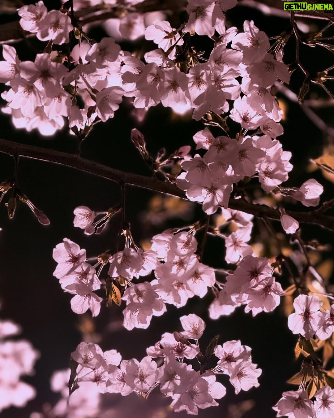 Ado - 81K Likes - #sakura