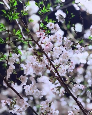 Ado Instagram - #sakura