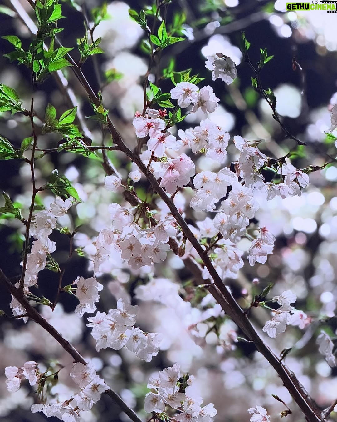 Ado - 81K Likes - #sakura