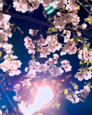 Ado Instagram - #sakura