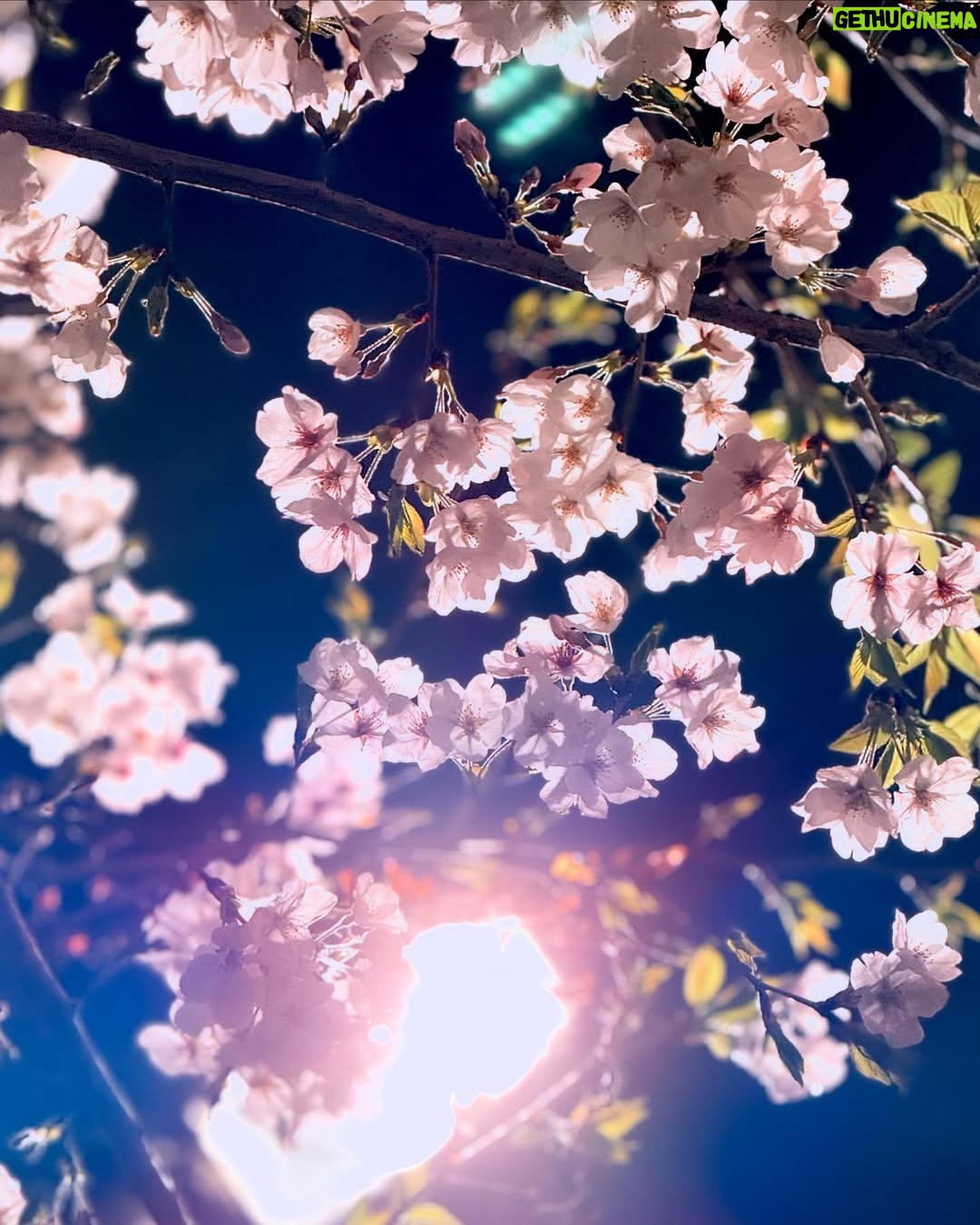 Ado - 81K Likes - #sakura